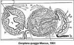 Geoplana_quagga_marcus__1951